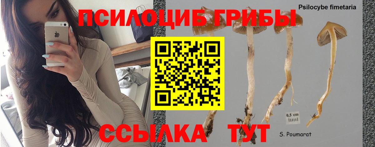 Ступино  Псилоцибиновые грибы Psilocybe  Вход с VPN 